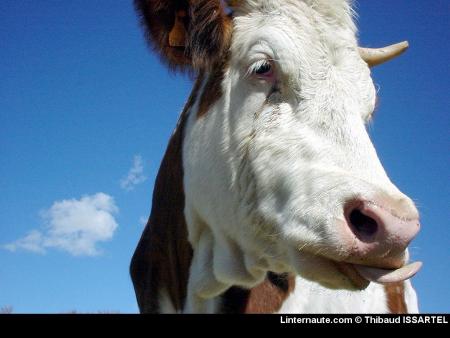 ooh la vache!